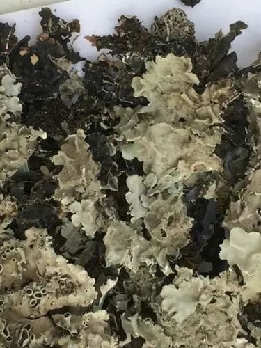  Organic Black Stone Flower